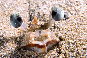 Shrimp trying to hide itself. by Mehmet Salih Bilal 